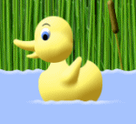 duckling-swim